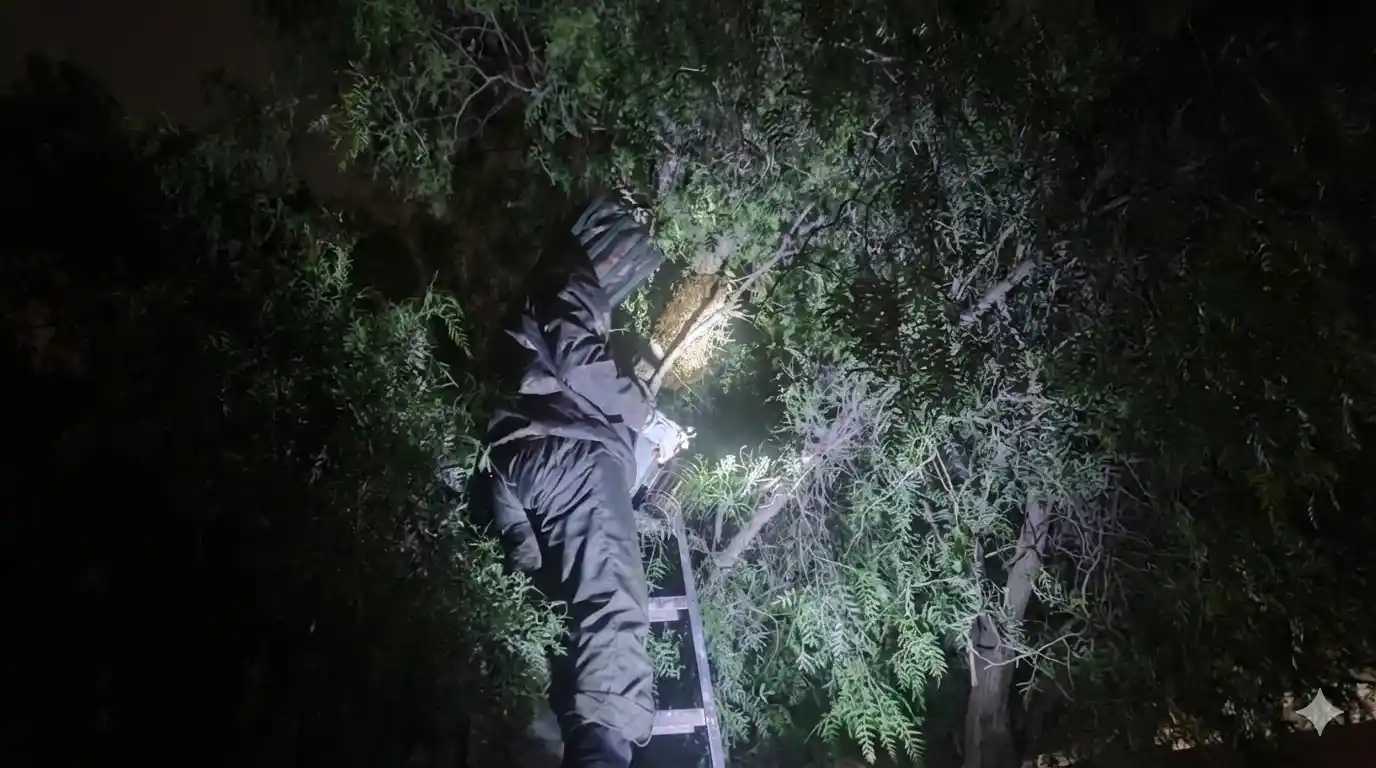 Rescate y relocalización de abejas